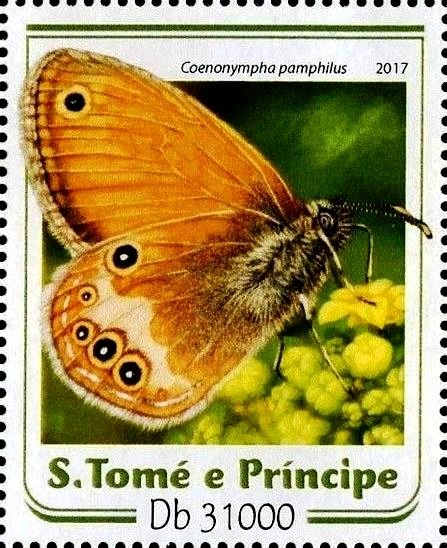 Coenonympha pamphilus