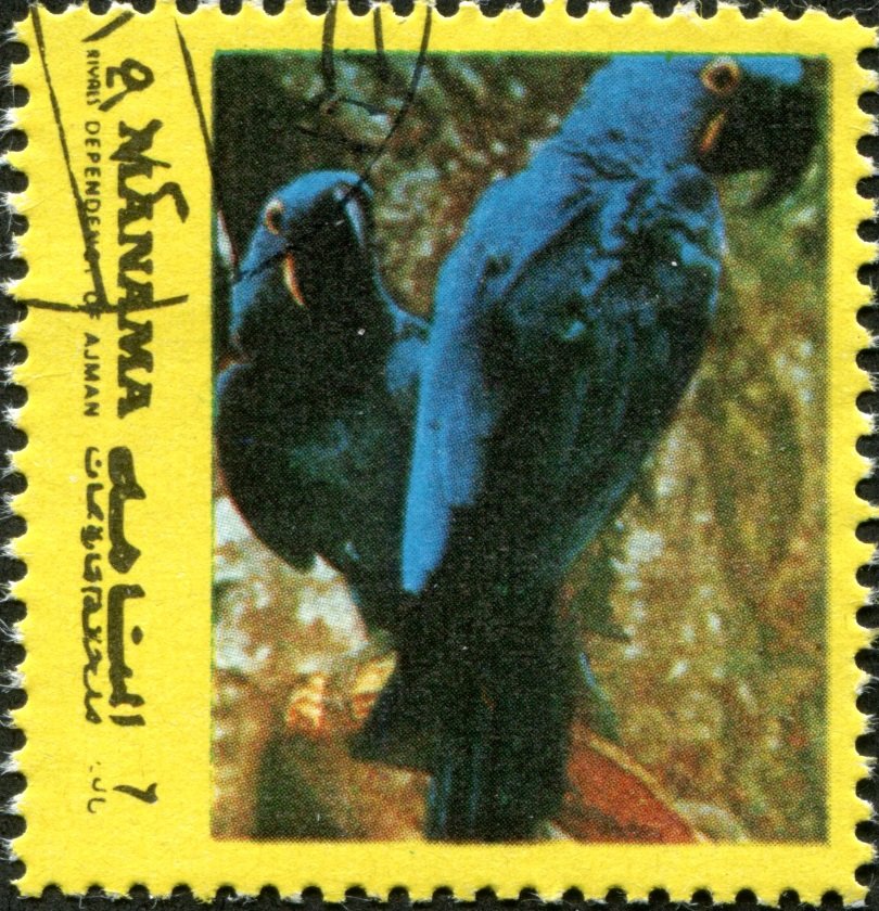 Hyacinth Macaw (Anodorhynchus hyacinthinus)