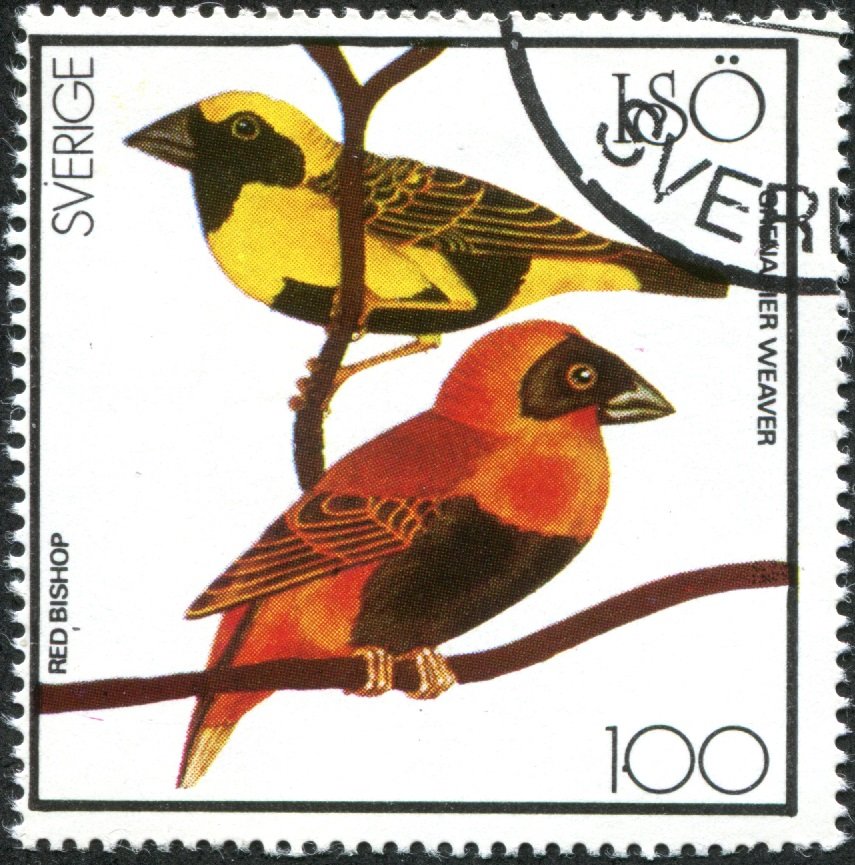 Grenadier / Red Bishop Weaver (Euplectes orix orix)