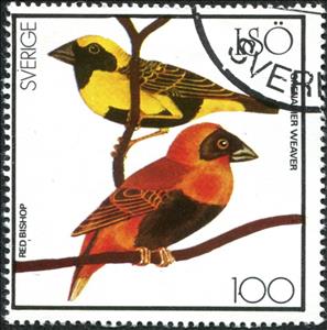 Stamp, Grenadier / Red Bishop Weaver (Euplectes orix orix), Cinderellas,  , Animals (Fauna), Birds