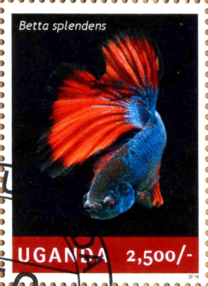 Betta splendens