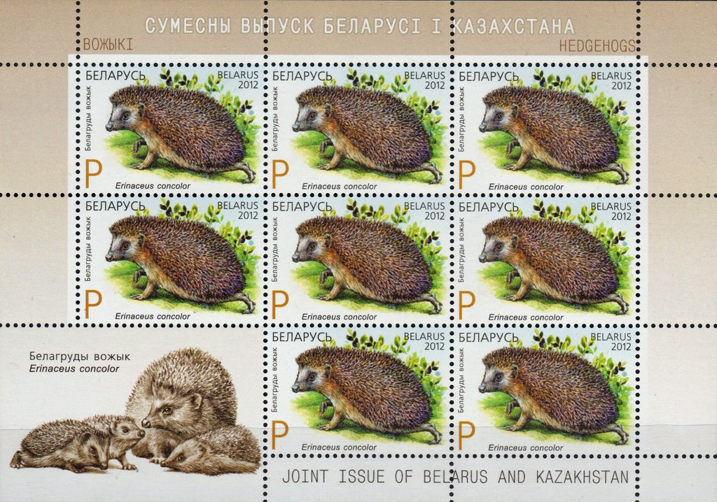 Southern White-breasted Hedgehog (Erinaceus concolor)