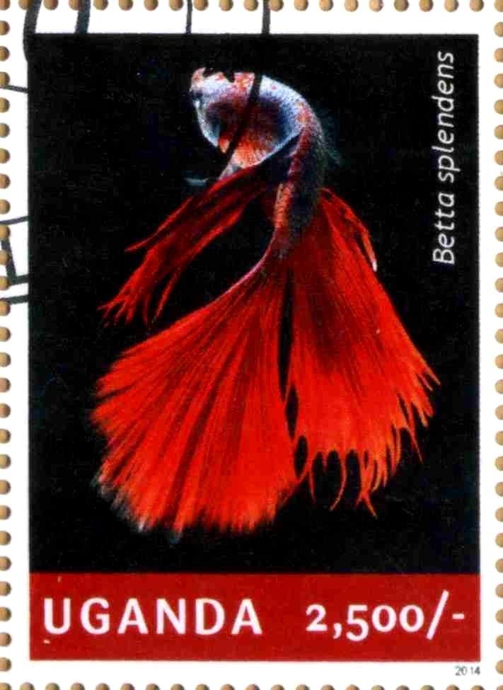 Betta splendens