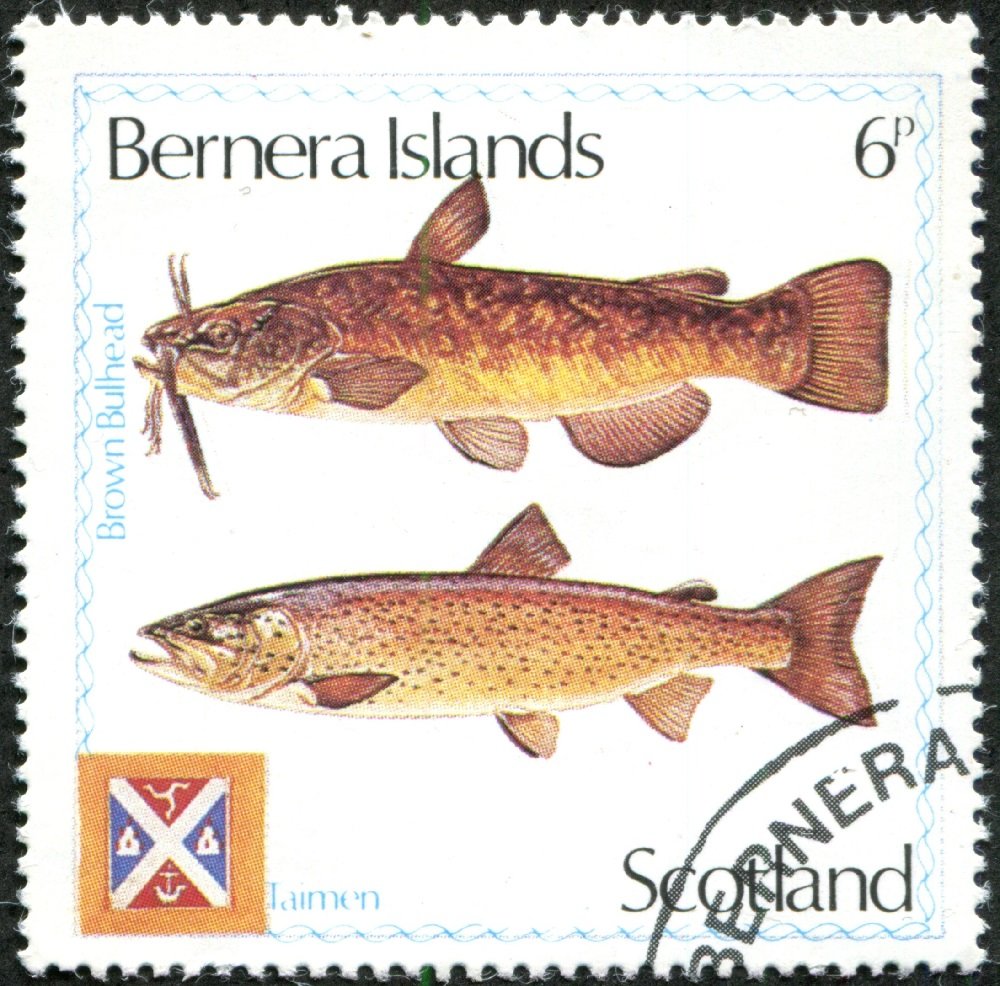 Trout, Brown Bulhead