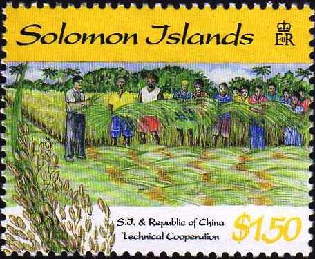 Harvesting rice