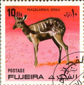 Stamp, Sitatunga (Tragelaphus spekeii), Fujairah (Fujeira),  , Animals (Fauna), Antelopes, Mammals