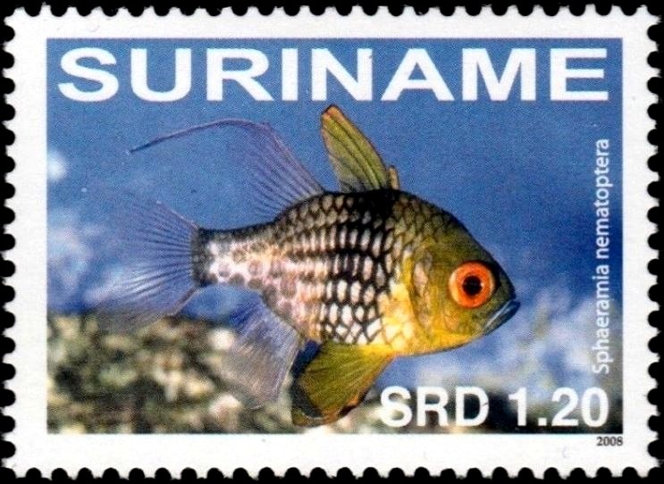 Sphaeramia nematoptera