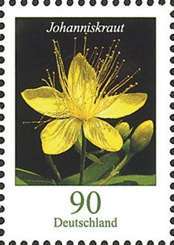 Hypericum hircinum
