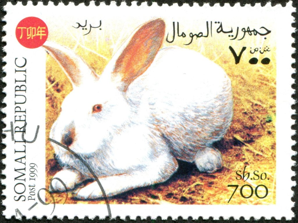 Rabbits