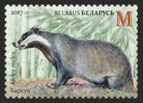 Badger (Meles meles)