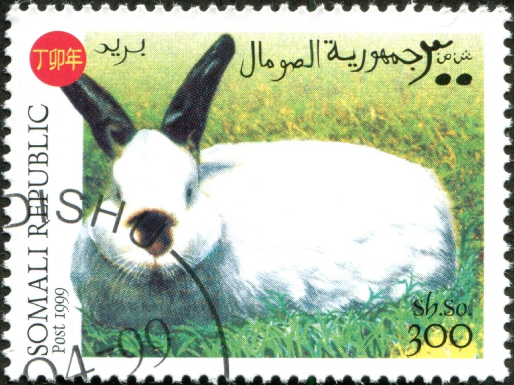 Rabbits