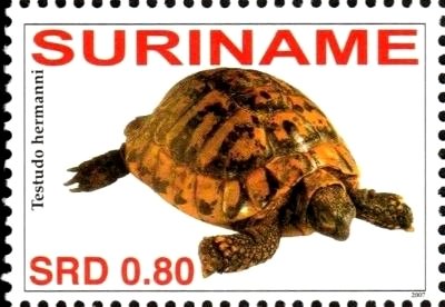 Testudo hermanni