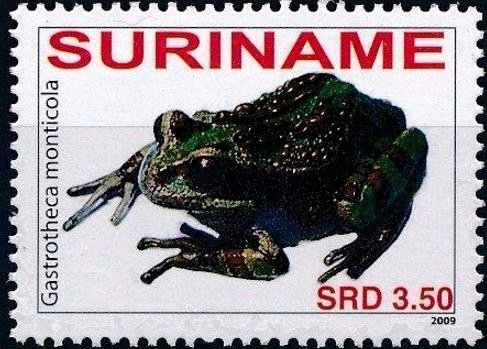 Bufo marinus
