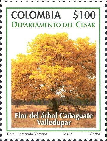 Tree flower cañaguate Valledupar