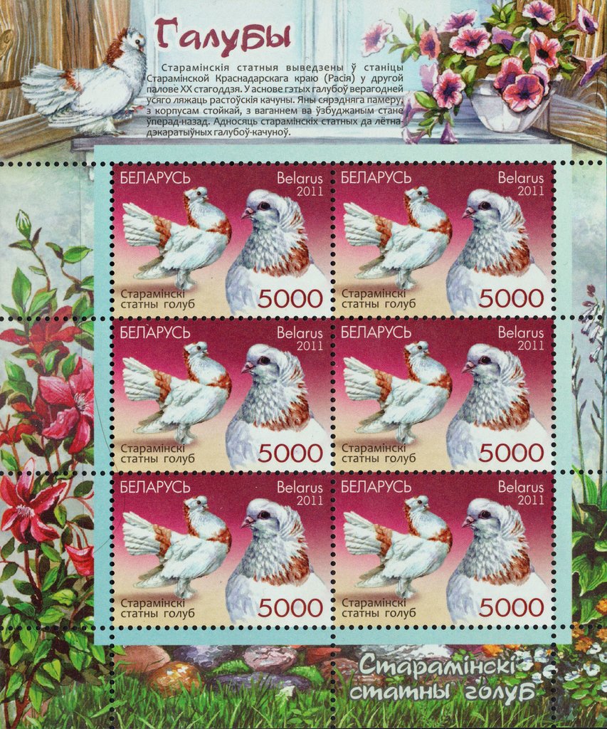 Starominski Statni (Columba livia forma domestica)