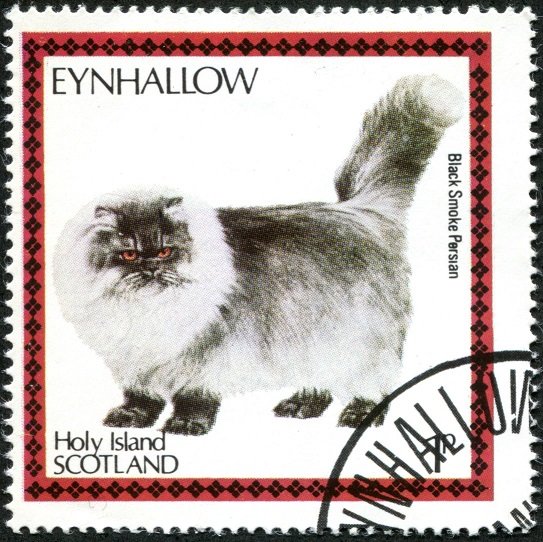 Black Smoke Persian (Felis silvestris catus)