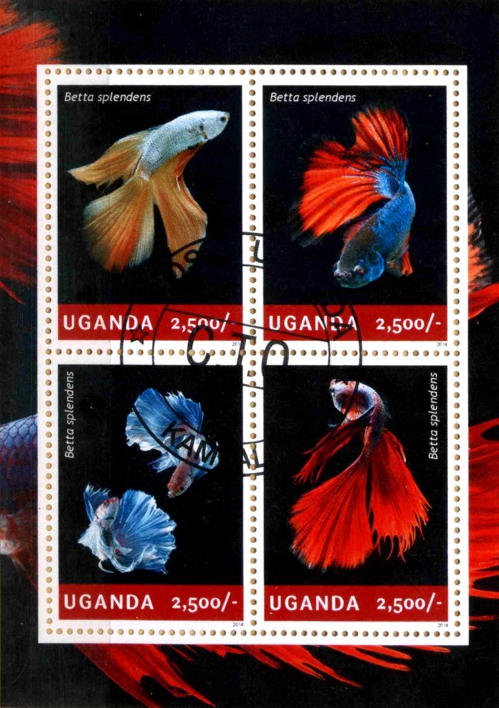 Fish