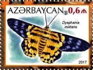 Dysphania militaris