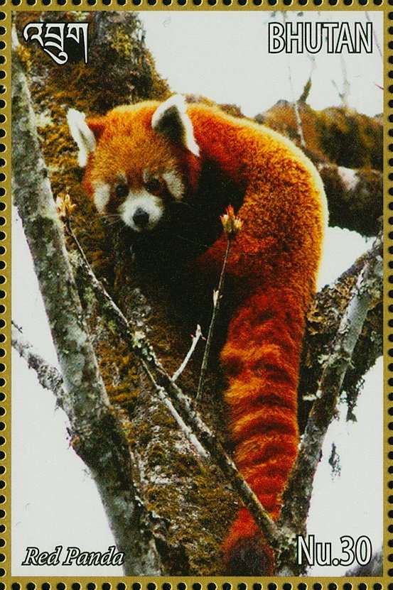 Red Panda (Ailurus fulgens)