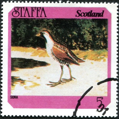 Sora Rail (Porzana carolina)