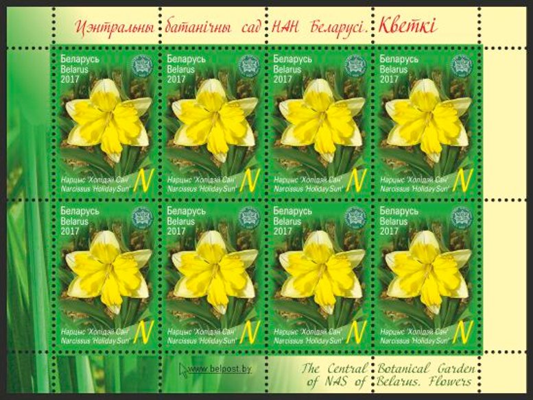 Daffodil 'Holiday Sun'