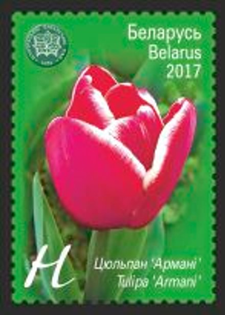 Тulip 'Armani'