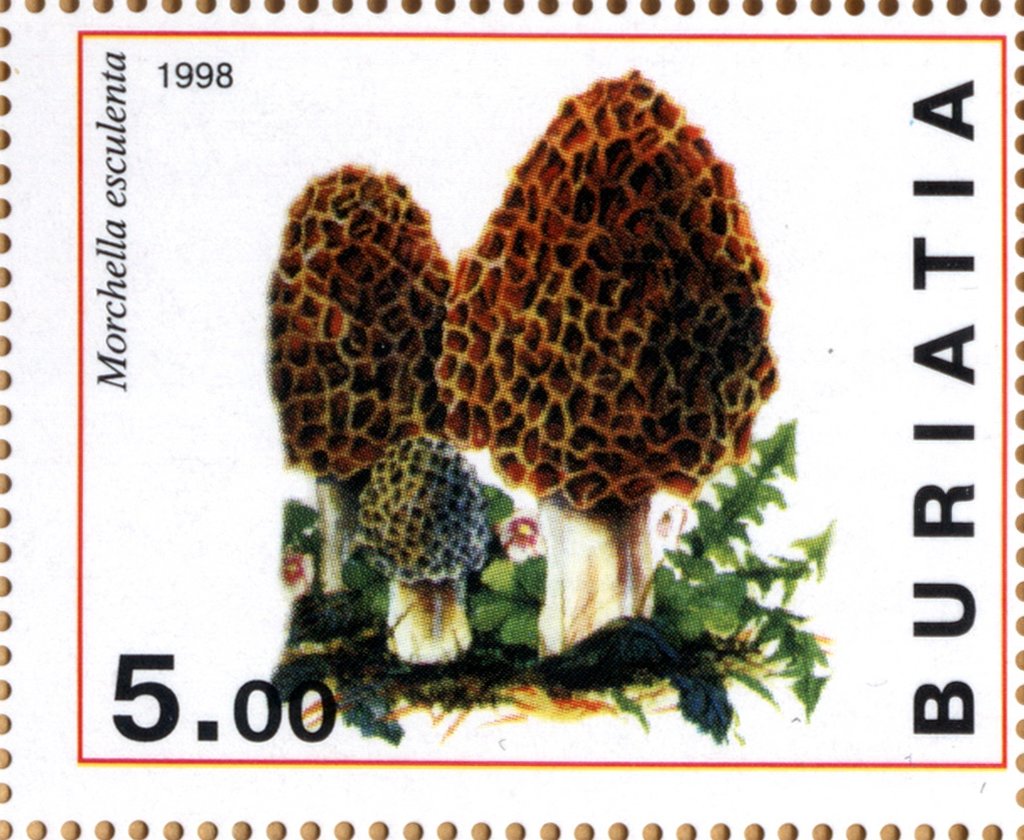 Morchella esculenta