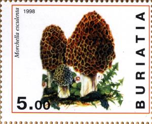 Stamp, Morchella esculenta, Cinderellas,  , Mushrooms