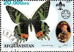 Butterflies