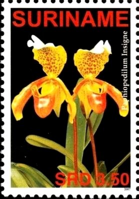 Paphiopedilum insigne