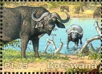 Buffalo (Syncerus caffer)