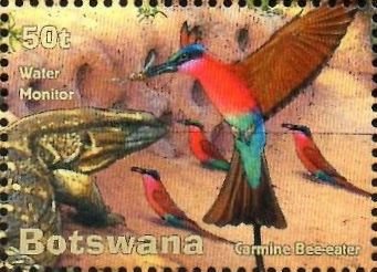 Water Monitor and Carmine Bee-eater (Merops nubicus)