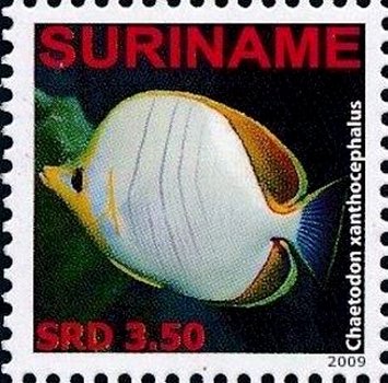 Chaetodon xanthocephalus