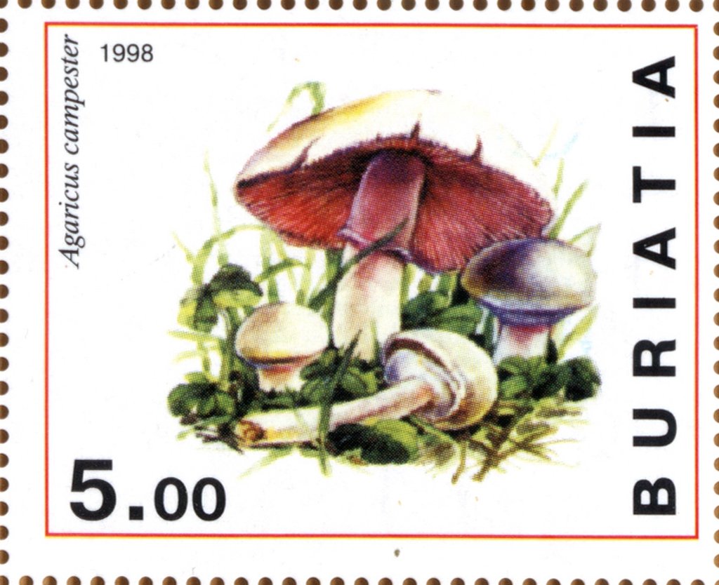 Agaricus campester