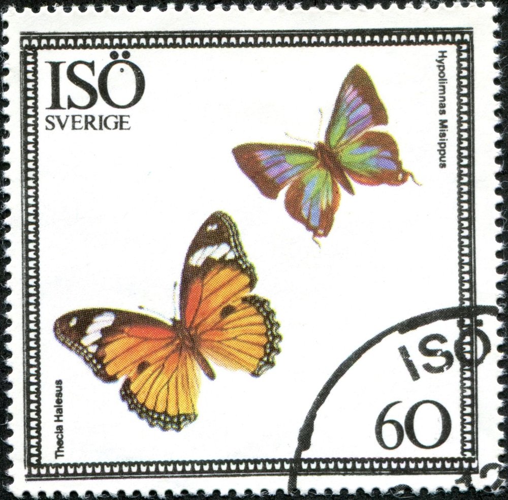 Thecla halesus, Hypolimnas misippus