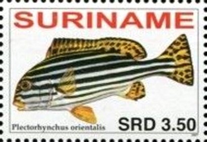 Plectorhinchus orientalis