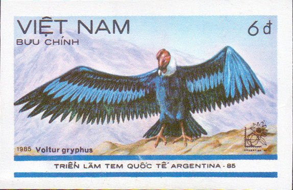Andean Condor (Vultur gryphus)