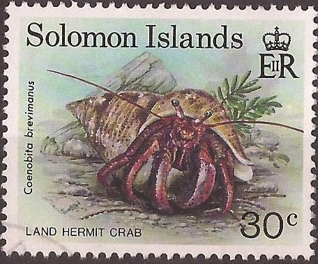 Hermit crab (Coenobita brevimanus)