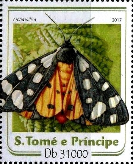Arctia villica