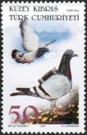 Carrier Pigeons