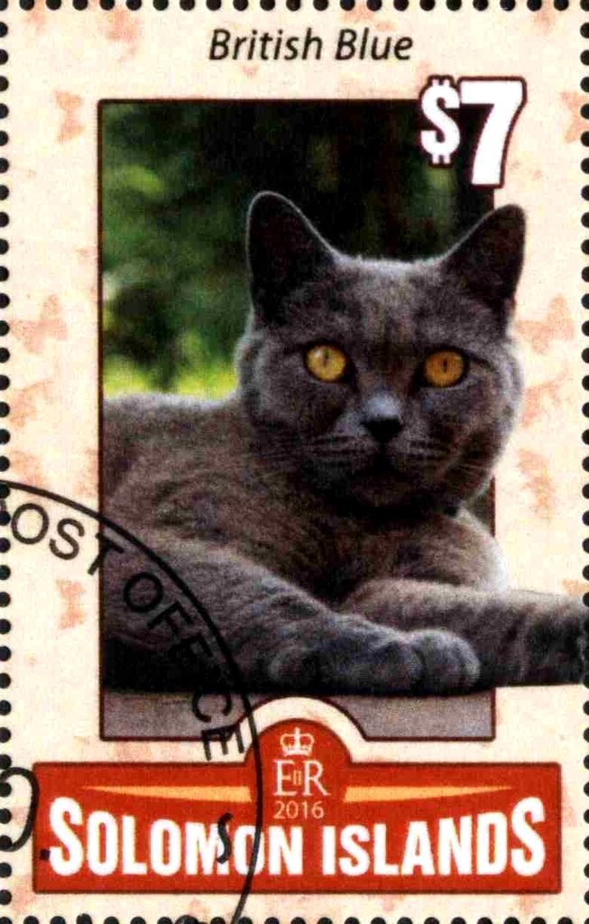 British Blue
