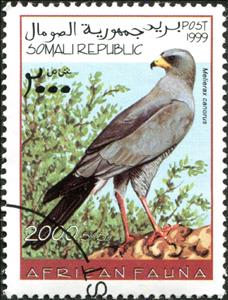Stamp, Pale Chanting Goshawk (Melierax canorus), Cinderellas,  , Animals (Fauna), Birds, Birds of Prey