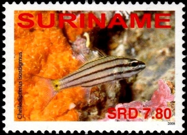Cheilodipterus isostigmus