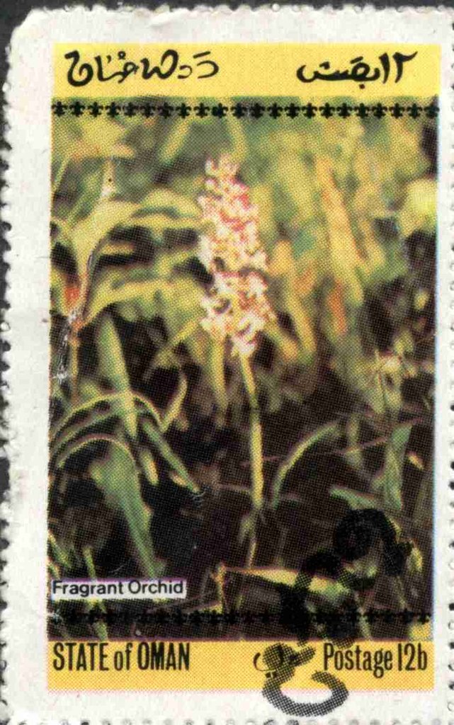 Fragrant Orchid