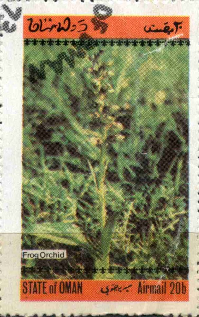 Frog orchid