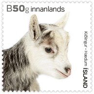 Goat (Capra aegagrus hircus)