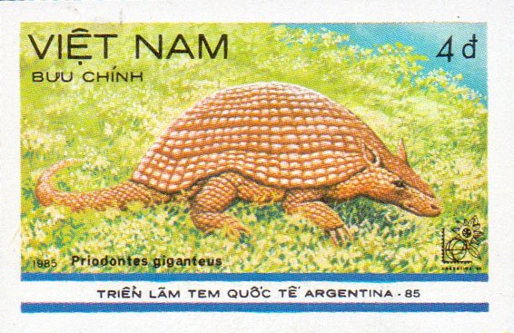 Giant Armadillo (Priodontes giganteus)