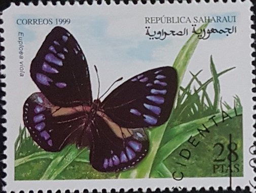 Euploea Viola
