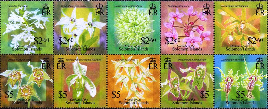 Orchids