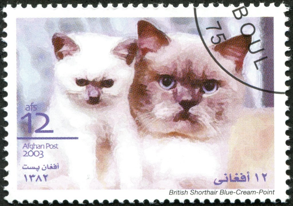 British Shorthair Blue-Creme-Point (Felis silvestris catus)